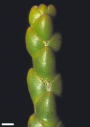 Veronica hectorii subsp. hectorii. Branchlet from Mt Anglem, Stewart I. Scale = 1 mm.
 Image: W.M. Malcolm © Te Papa CC-BY-NC 3.0 NZ